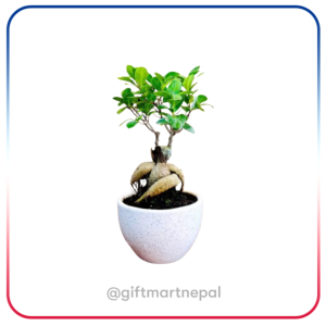 Gift Plants- Giftshop kathmandu
