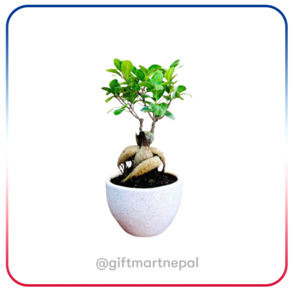 Gift Plants- Giftshop kathmandu