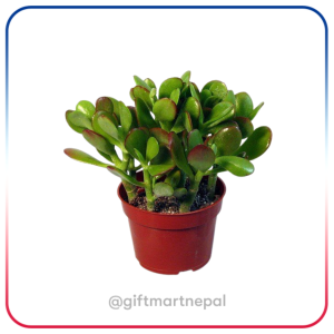 Jade Plant