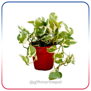 Gift Plant - Gift shop Kathmandu