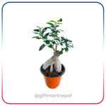 Bonsai Plant Gift- Gift shop Kathmandu