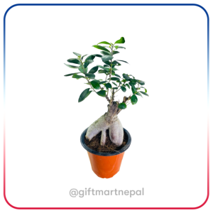 Bonsai Plant Gift- Gift shop Kathmandu