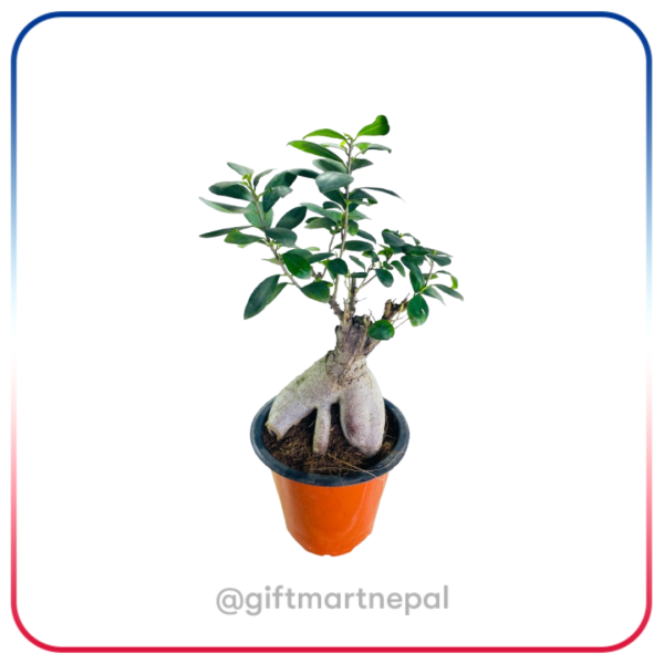 Bonsai Plant Gift- Gift shop Kathmandu