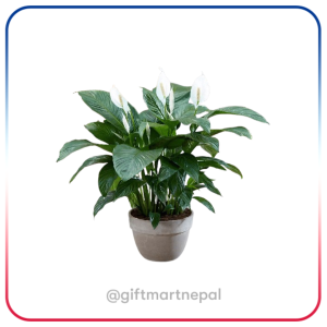 Peace Lily Plant Gift- Gift Shop Kathmandu