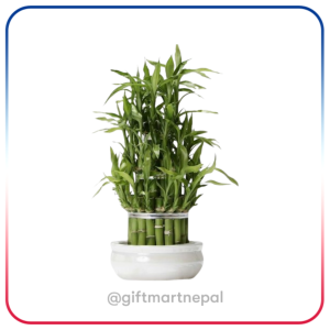 Bamboo Plant Gift- Gift Shop Kathmandu